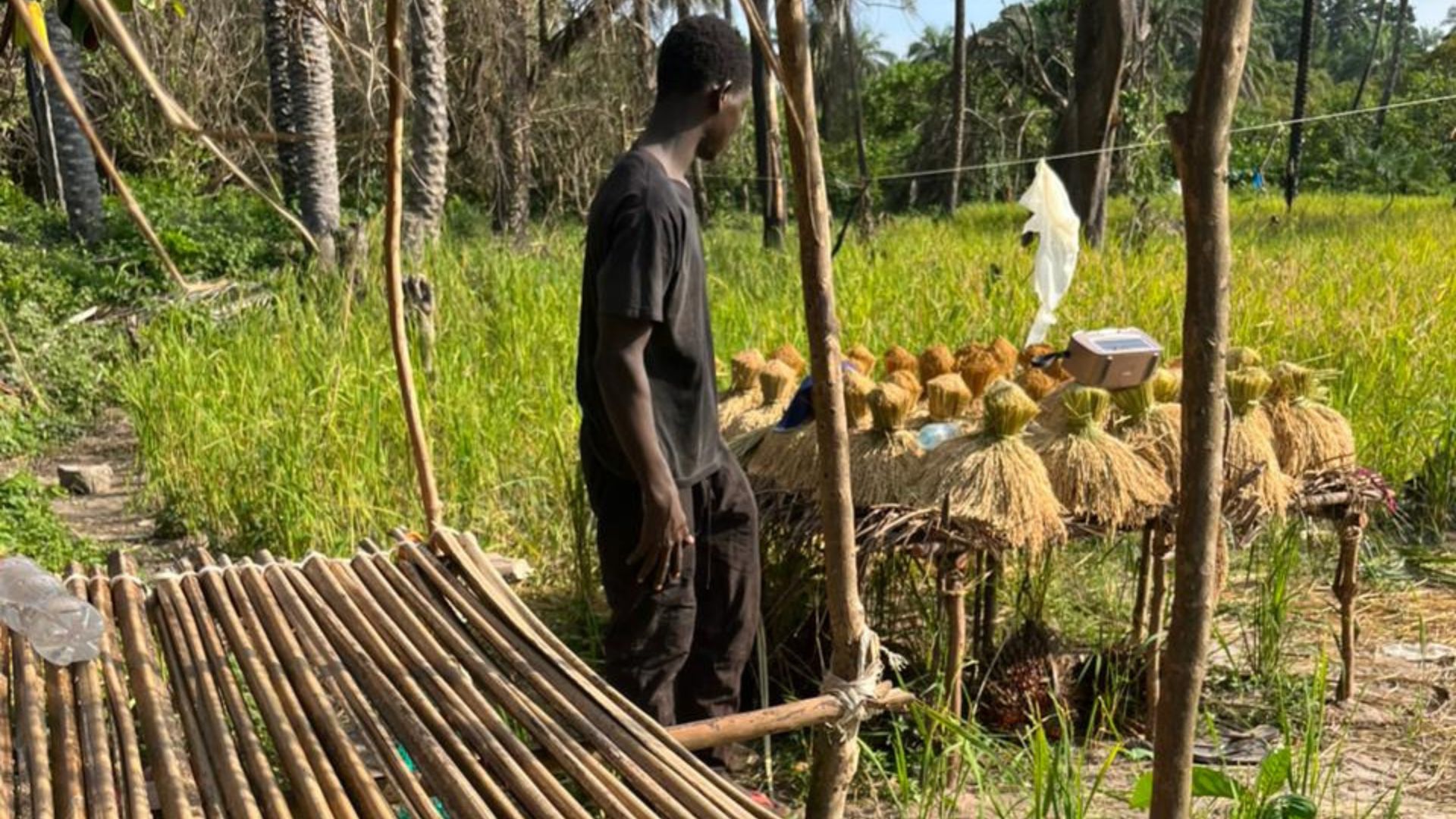 Tempo de colheita em Guiné-Bissau